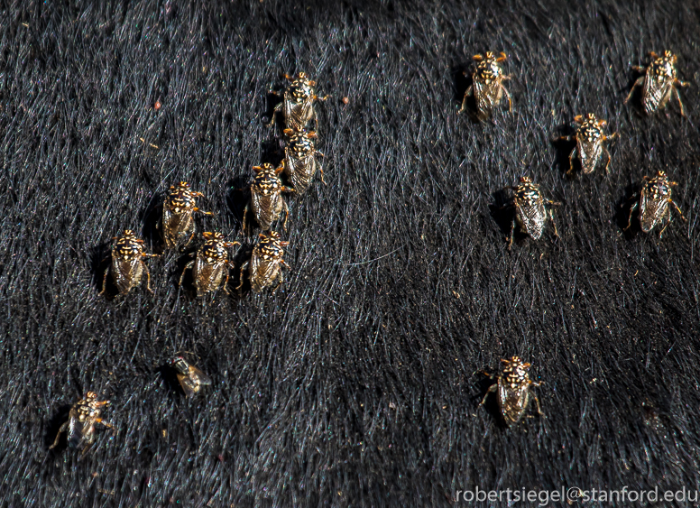 zebu flies